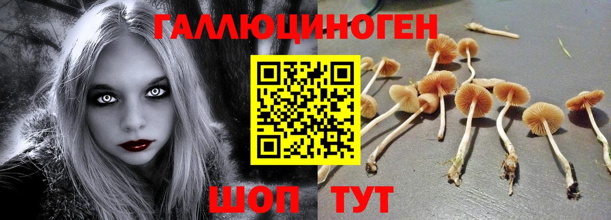 Псилоцибиновые грибы мицелий  Вход с VPN  Сорочинск  Псилоцибиновые грибы Psilocybe 